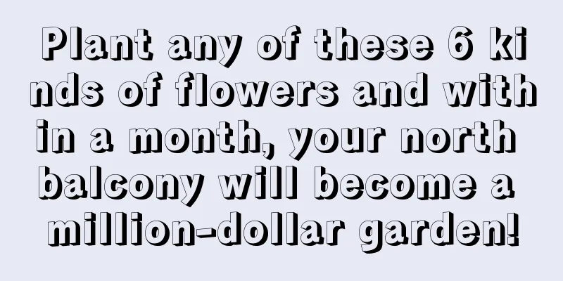 Plant any of these 6 kinds of flowers and within a month, your north balcony will become a million-dollar garden!