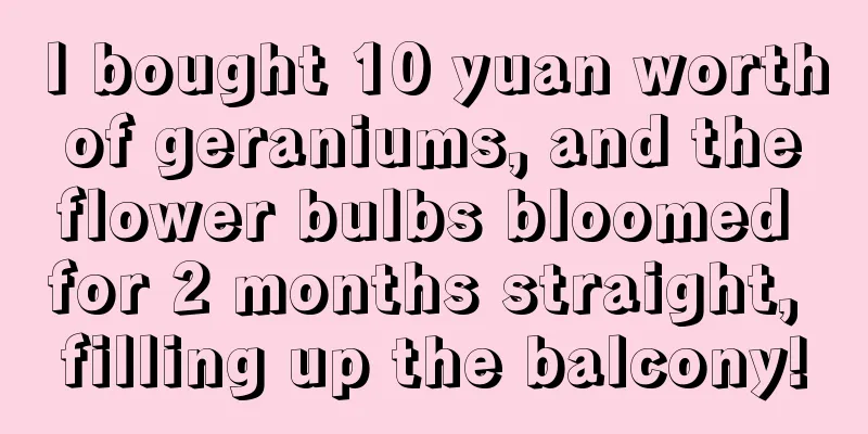 I bought 10 yuan worth of geraniums, and the flower bulbs bloomed for 2 months straight, filling up the balcony!