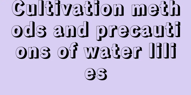 Cultivation methods and precautions of water lilies