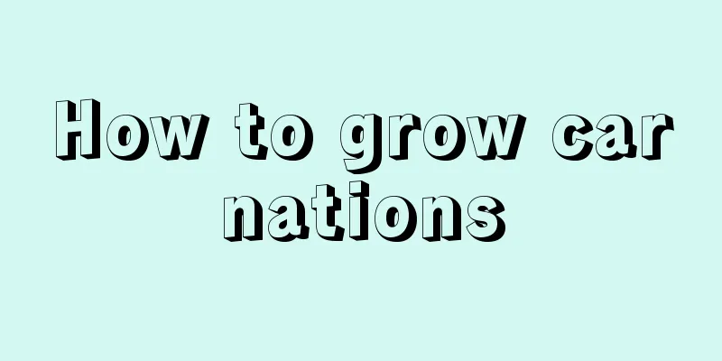 How to grow carnations