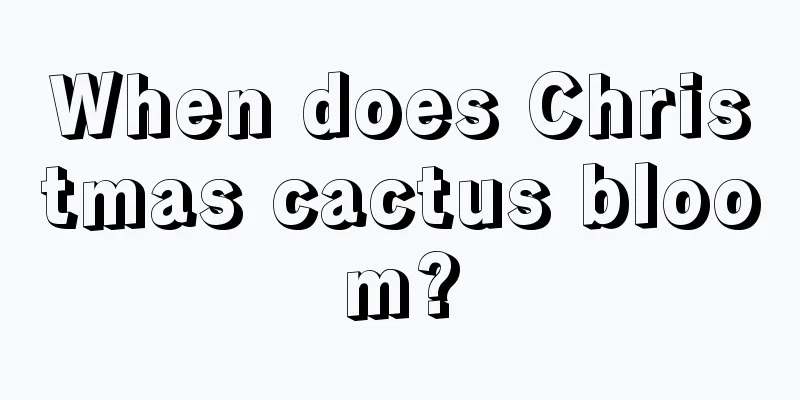 When does Christmas cactus bloom?