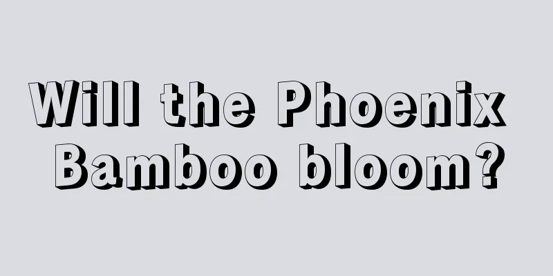 Will the Phoenix Bamboo bloom?