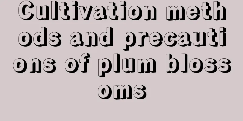 Cultivation methods and precautions of plum blossoms