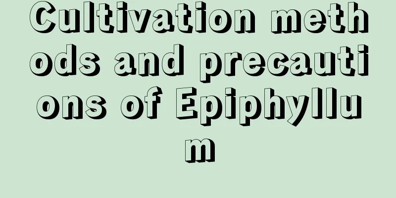 Cultivation methods and precautions of Epiphyllum