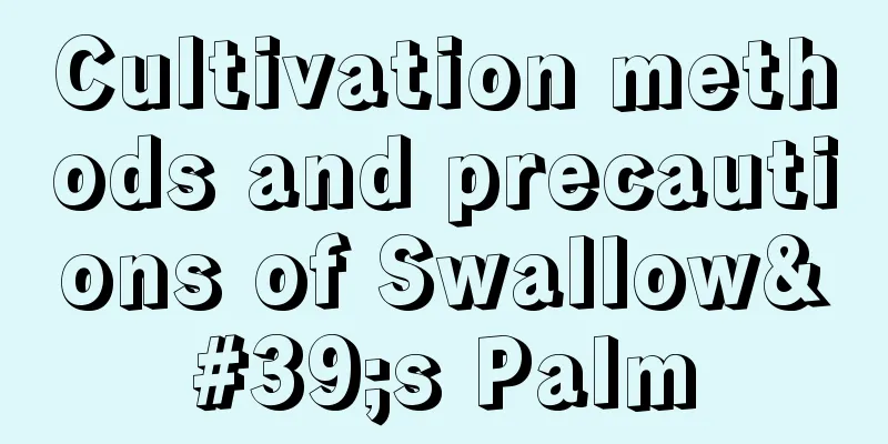 Cultivation methods and precautions of Swallow's Palm