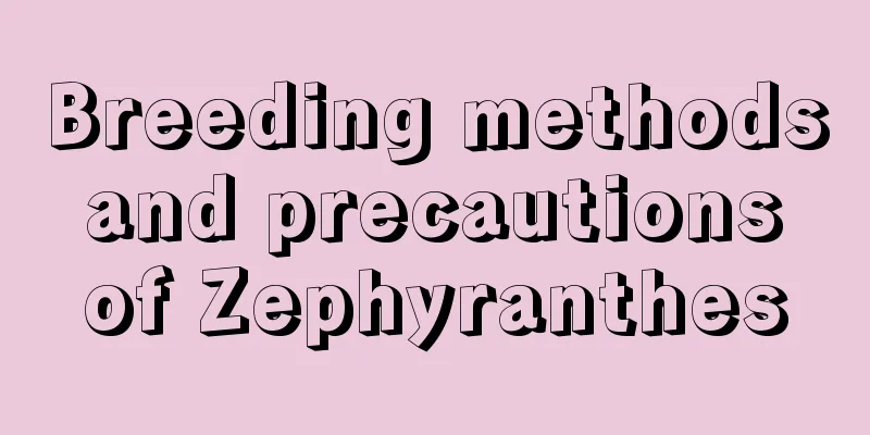 Breeding methods and precautions of Zephyranthes