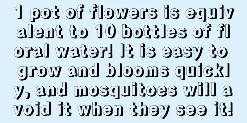 1 pot of flowers is equivalent to 10 bottles of floral water! It is easy to grow and blooms quickly, and mosquitoes will avoid it when they see it!