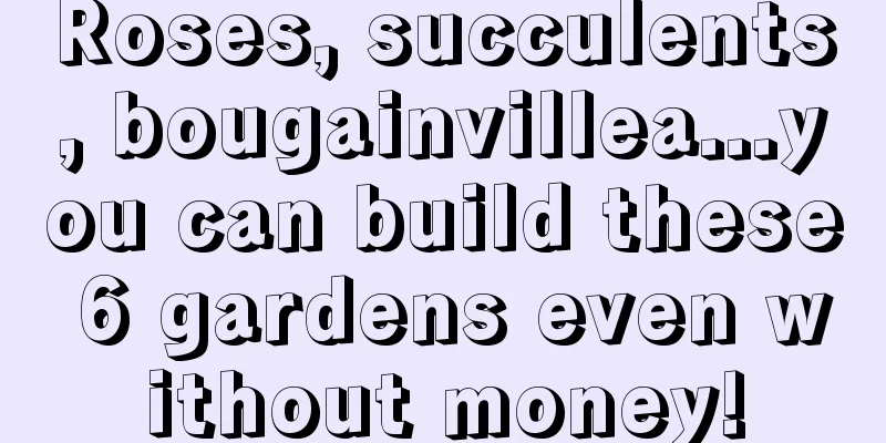 Roses, succulents, bougainvillea...you can build these 6 gardens even without money!