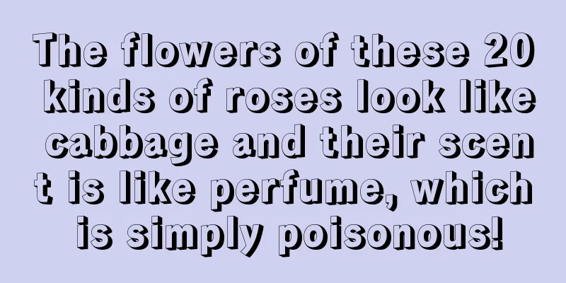 The flowers of these 20 kinds of roses look like cabbage and their scent is like perfume, which is simply poisonous!