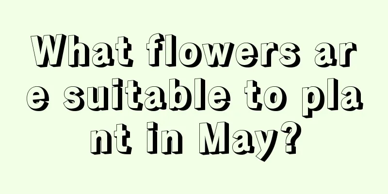 What flowers are suitable to plant in May?