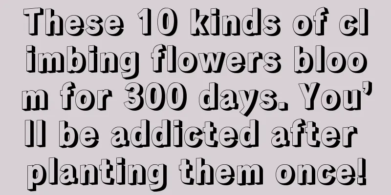 These 10 kinds of climbing flowers bloom for 300 days. You’ll be addicted after planting them once!