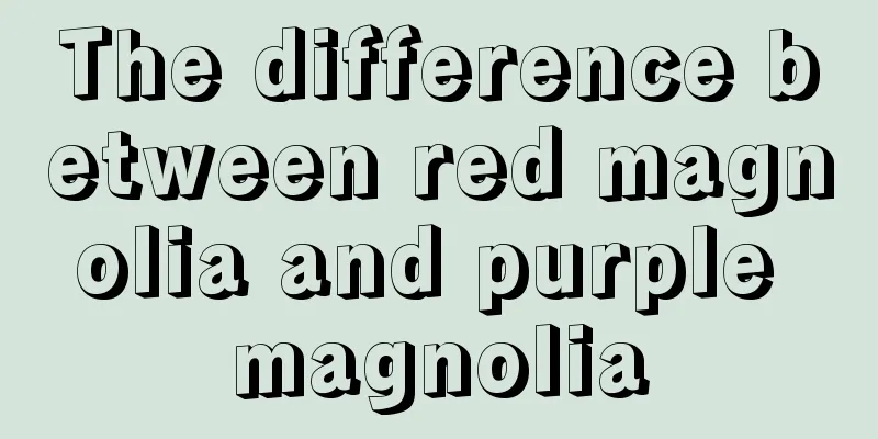 The difference between red magnolia and purple magnolia