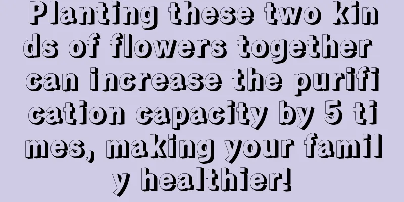 Planting these two kinds of flowers together can increase the purification capacity by 5 times, making your family healthier!