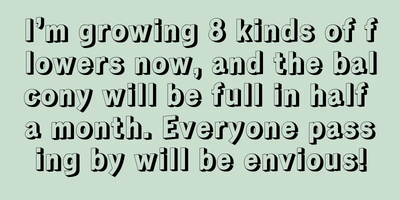 I’m growing 8 kinds of flowers now, and the balcony will be full in half a month. Everyone passing by will be envious!