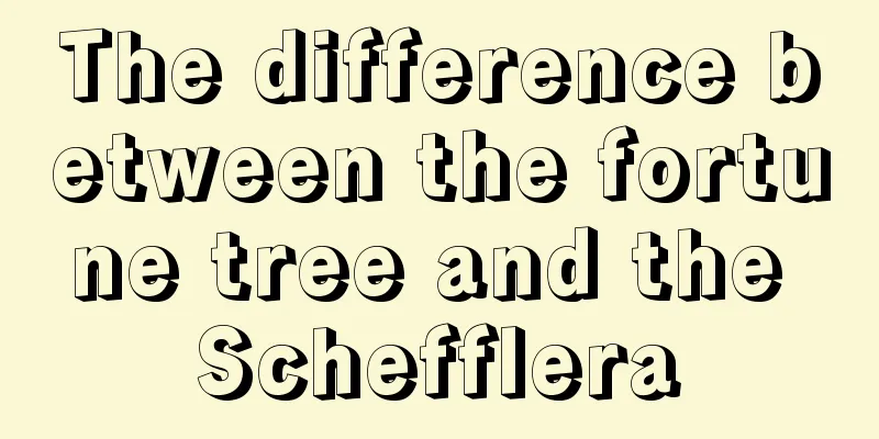 The difference between the fortune tree and the Schefflera