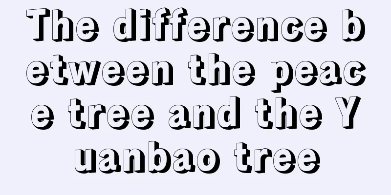 The difference between the peace tree and the Yuanbao tree