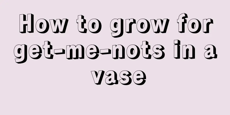 How to grow forget-me-nots in a vase