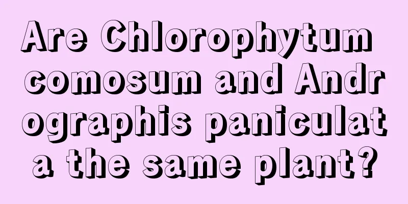 Are Chlorophytum comosum and Andrographis paniculata the same plant?