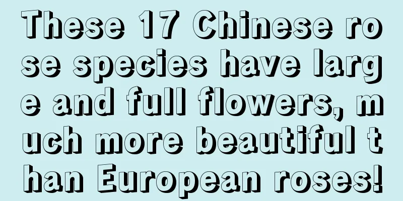 These 17 Chinese rose species have large and full flowers, much more beautiful than European roses!