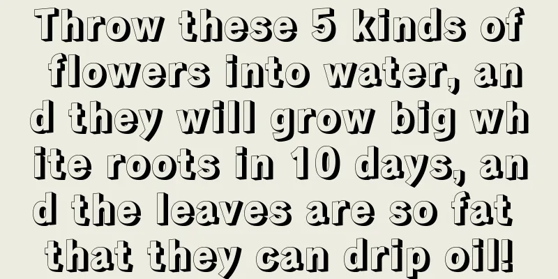 Throw these 5 kinds of flowers into water, and they will grow big white roots in 10 days, and the leaves are so fat that they can drip oil!