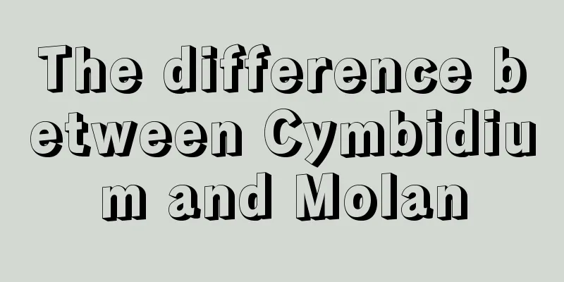 The difference between Cymbidium and Molan