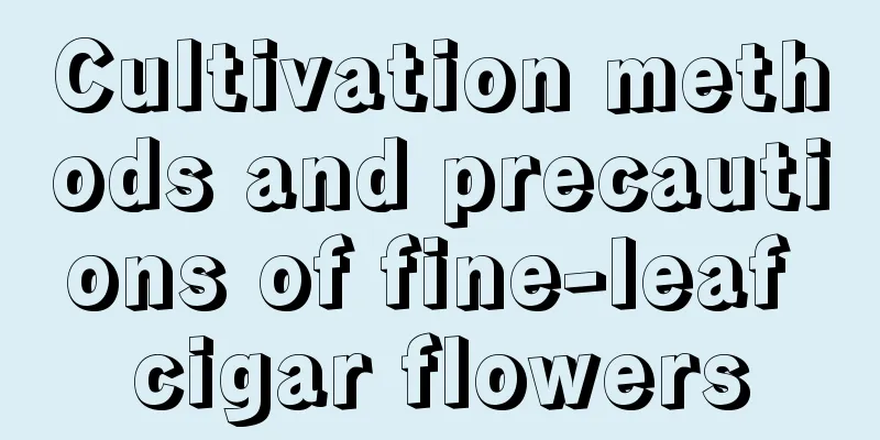 Cultivation methods and precautions of fine-leaf cigar flowers