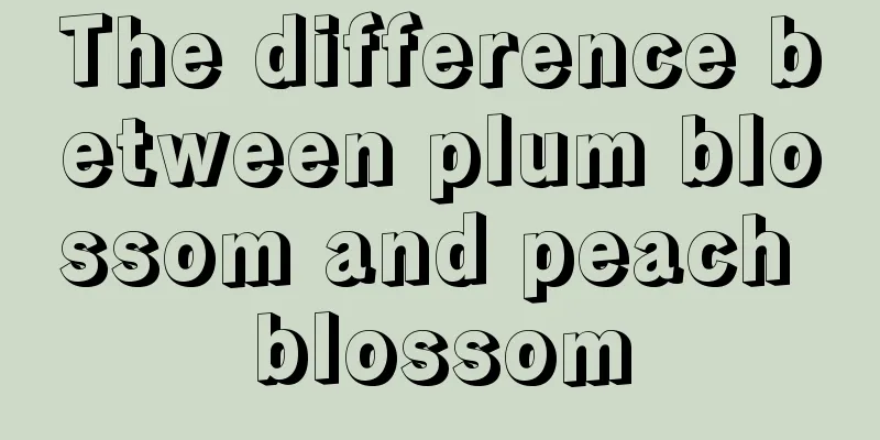 The difference between plum blossom and peach blossom