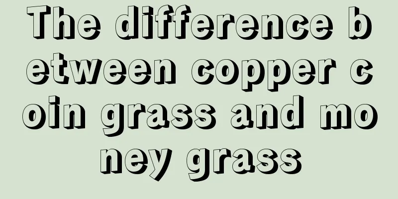 The difference between copper coin grass and money grass