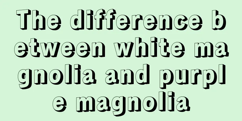 The difference between white magnolia and purple magnolia