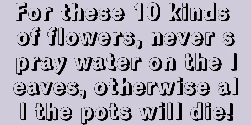 For these 10 kinds of flowers, never spray water on the leaves, otherwise all the pots will die!