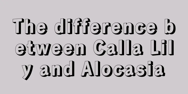 The difference between Calla Lily and Alocasia