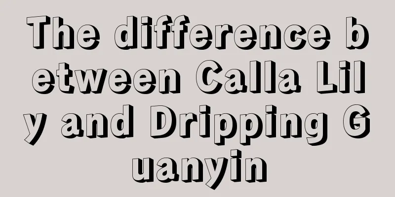 The difference between Calla Lily and Dripping Guanyin