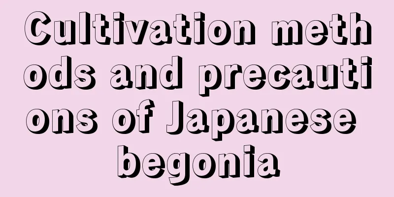 Cultivation methods and precautions of Japanese begonia