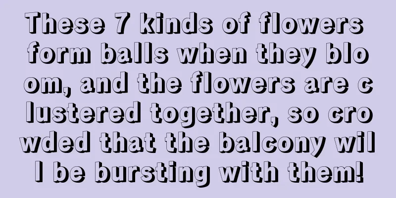 These 7 kinds of flowers form balls when they bloom, and the flowers are clustered together, so crowded that the balcony will be bursting with them!