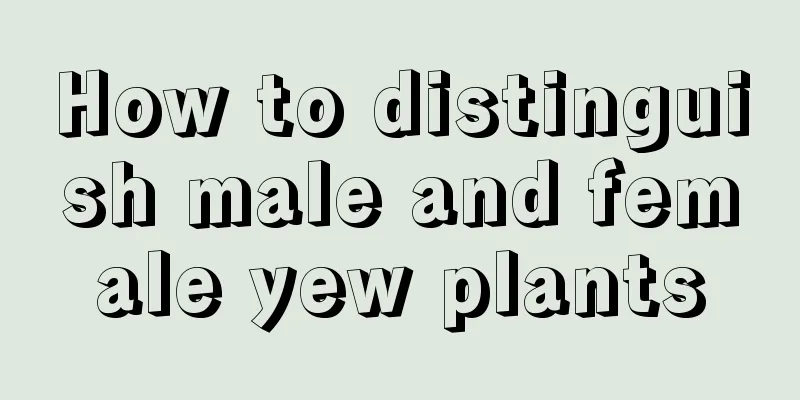 How to distinguish male and female yew plants