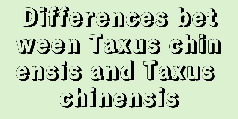 Differences between Taxus chinensis and Taxus chinensis