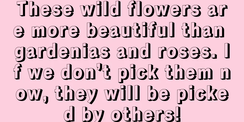 These wild flowers are more beautiful than gardenias and roses. If we don’t pick them now, they will be picked by others!