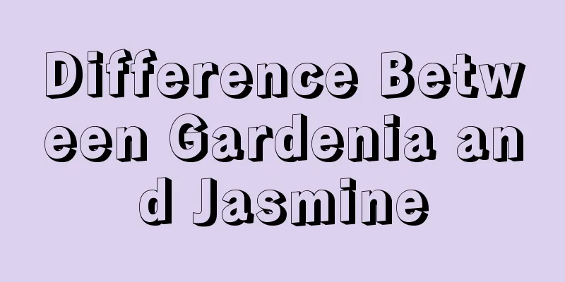 Difference Between Gardenia and Jasmine