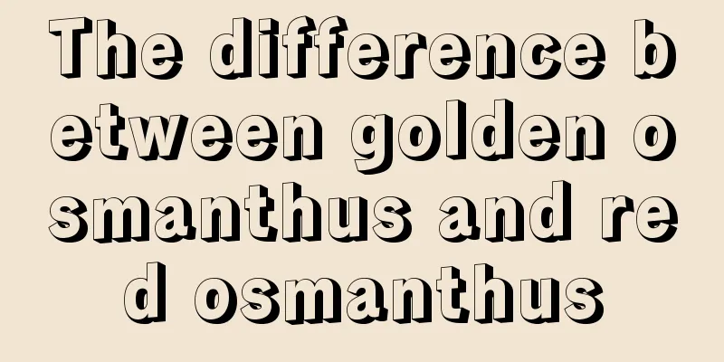 The difference between golden osmanthus and red osmanthus