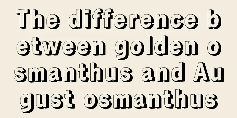 The difference between golden osmanthus and August osmanthus