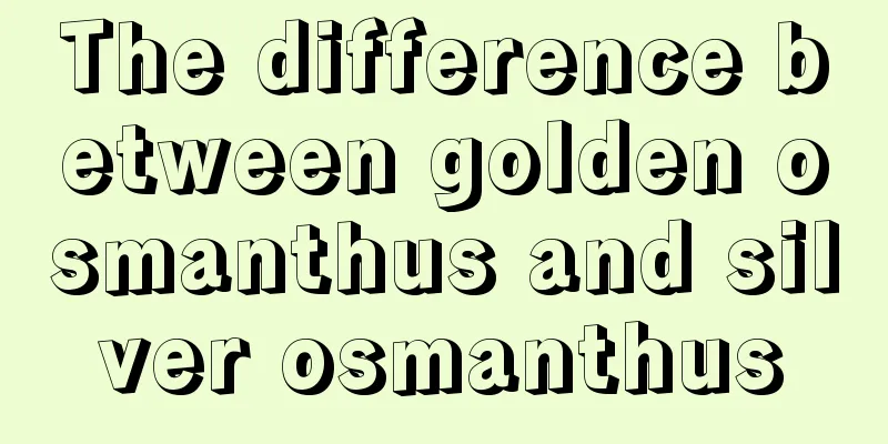 The difference between golden osmanthus and silver osmanthus