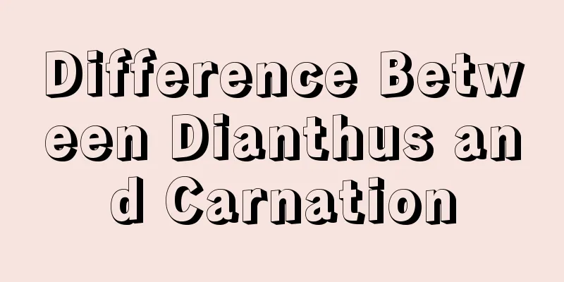 Difference Between Dianthus and Carnation