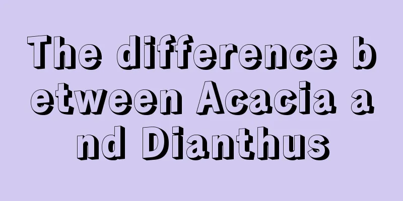 The difference between Acacia and Dianthus