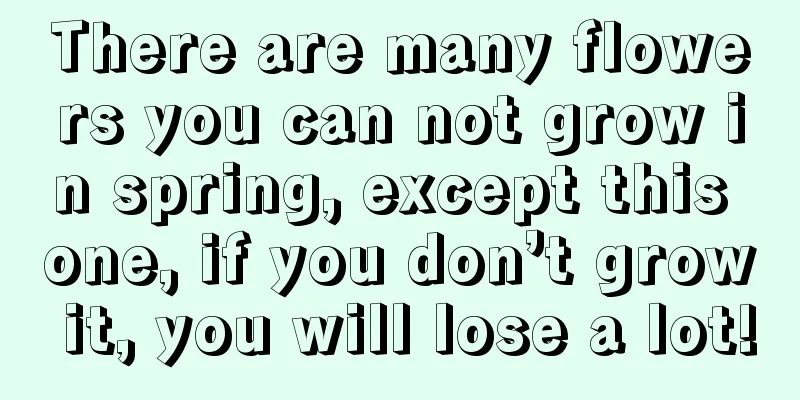 There are many flowers you can not grow in spring, except this one, if you don’t grow it, you will lose a lot!