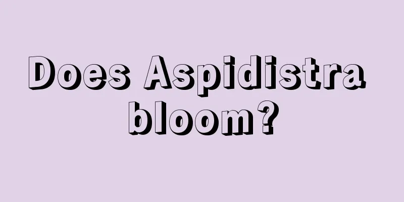 Does Aspidistra bloom?