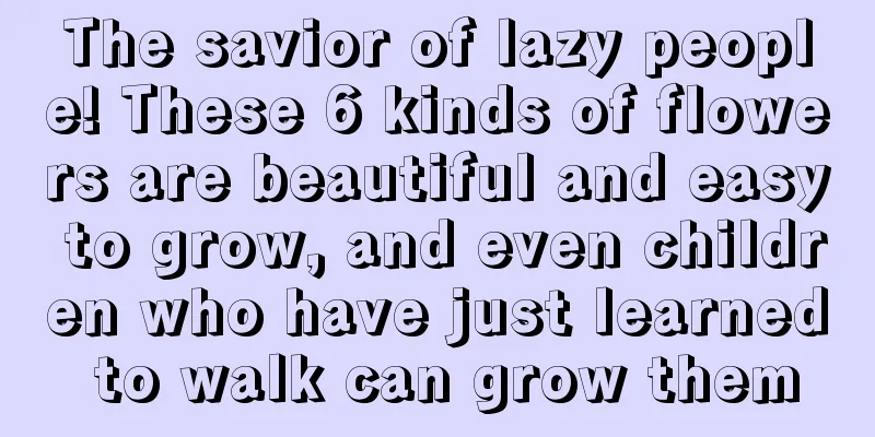 The savior of lazy people! These 6 kinds of flowers are beautiful and easy to grow, and even children who have just learned to walk can grow them