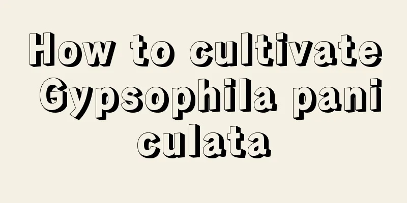 How to cultivate Gypsophila paniculata