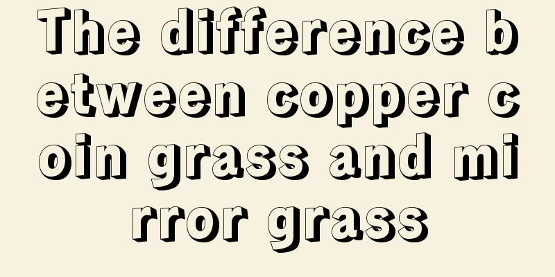 The difference between copper coin grass and mirror grass