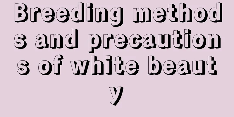 Breeding methods and precautions of white beauty