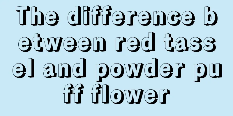 The difference between red tassel and powder puff flower